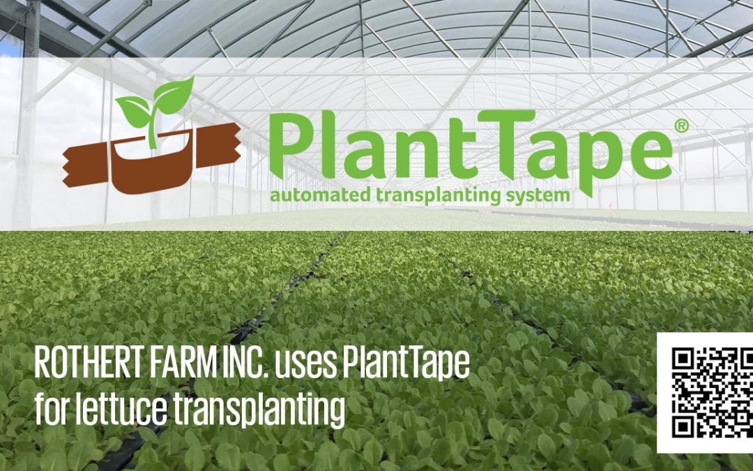 Rothert Farm increases lettuce yield, cuts transplanting costs with PlantTape