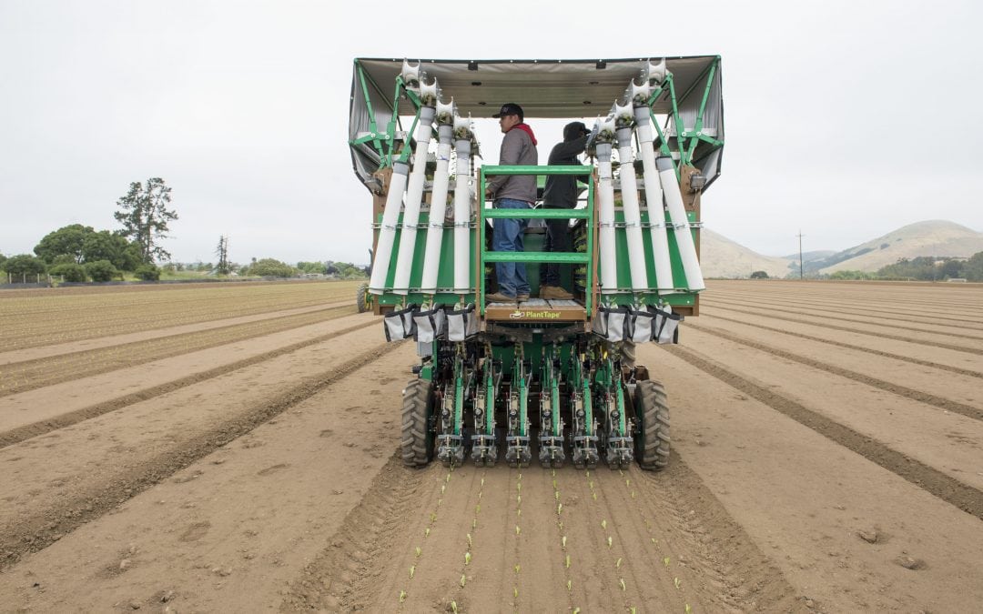 Transplanting seedlings on a flexible schedule: PlantTape gives growers logistical freedom