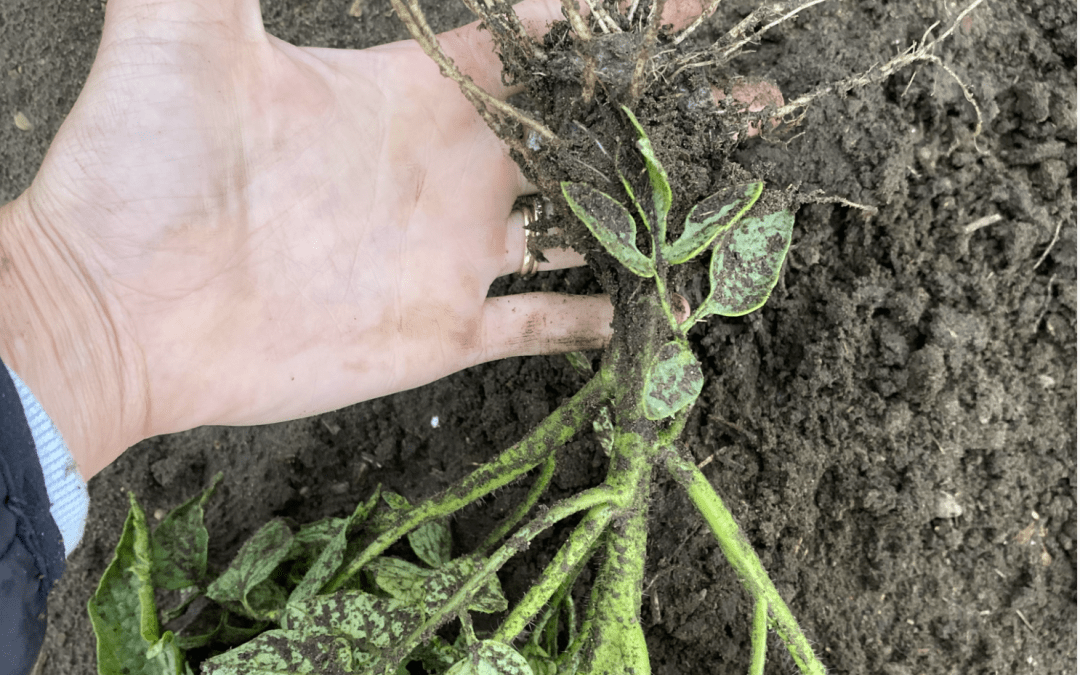 Ohio Tomato Planting Update