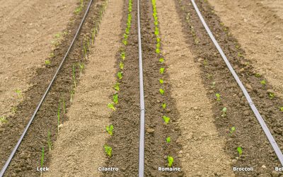 Transplanting multiple commodities: a demo of the versatile PlantTape system