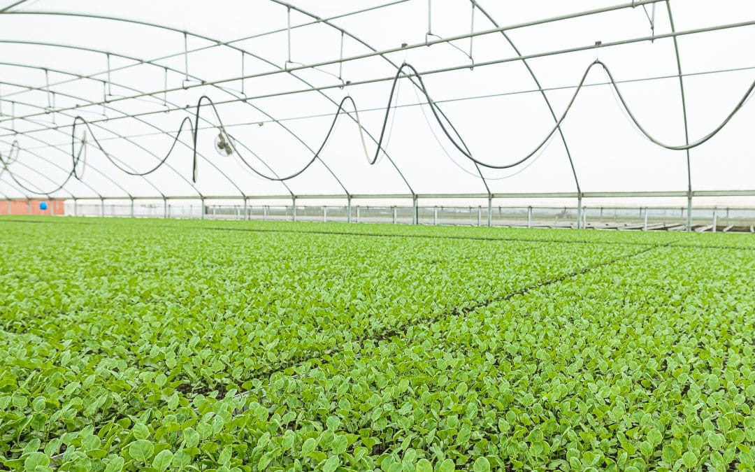 The Flexible, High-Yield Nursery: How PlantTape Revolutionizes Greenhouse Operations