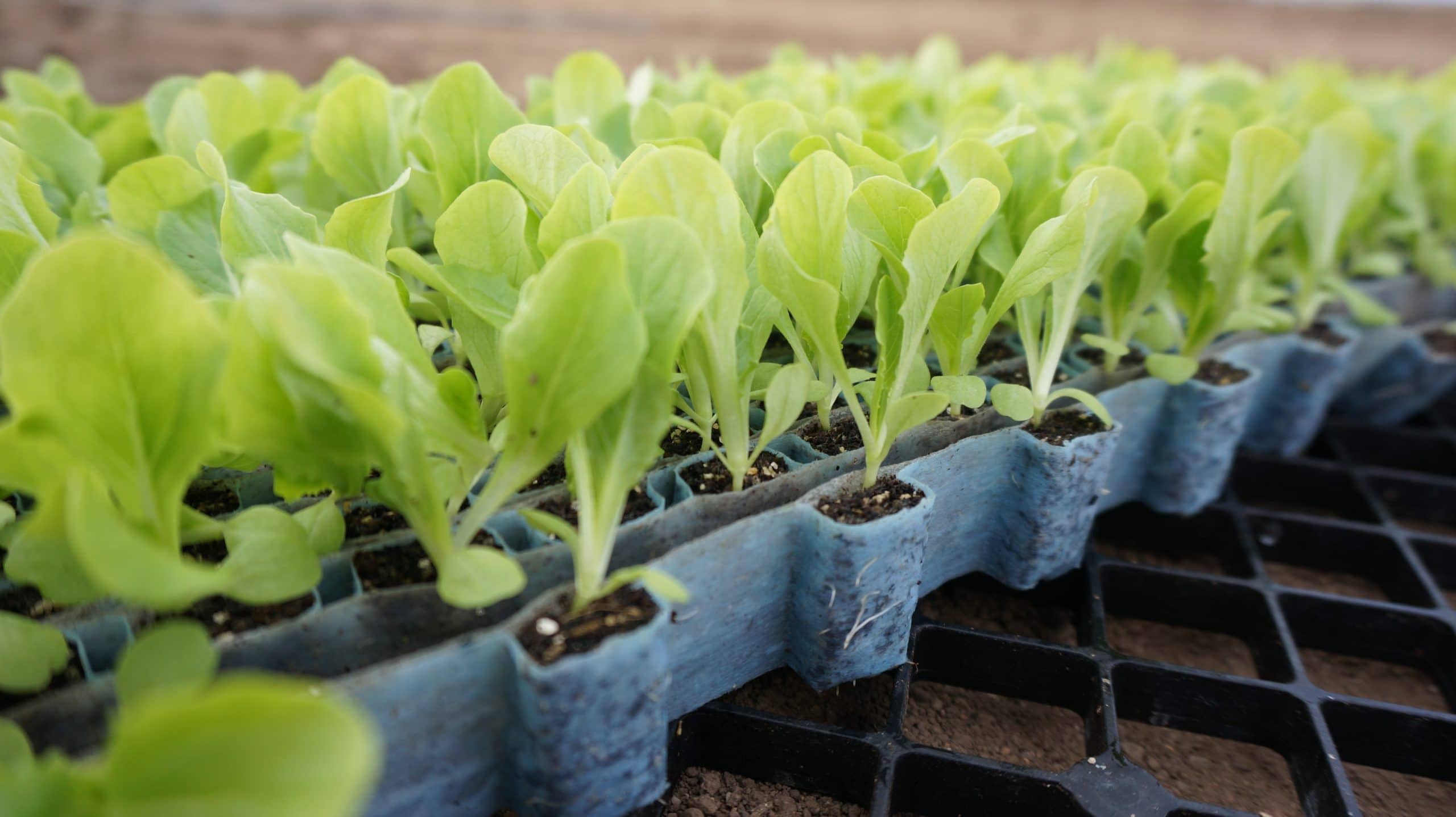PlantTape Transplants using Stokes Seeds for a lettuce variety
